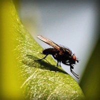 /album/reoticallaineck/photolia-a04-jpg/