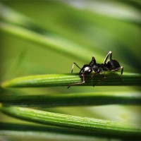 /album/reoticallaineck/photolia-a05-jpg/