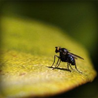 /album/reoticallaineck/photolia-a07-jpg/